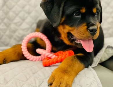 Vom Hause Stan - Rottweiler Kennel, WA