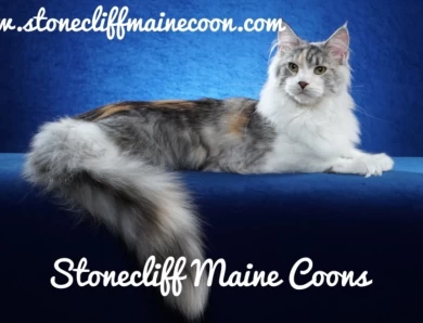 Stonecliff Maine Coons