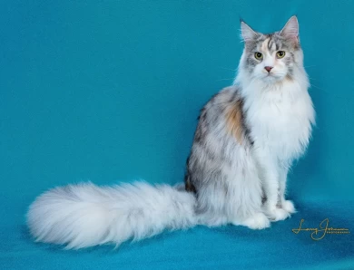 Stonecliff Maine Coons