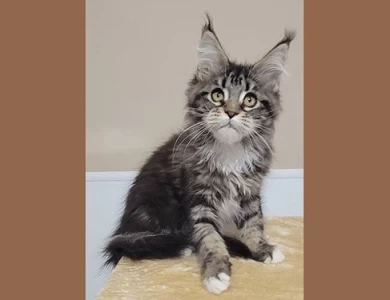 Maine Coon Kittens For Sale in the USA