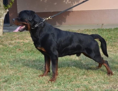 Grom Flash Rouse Rottweiler