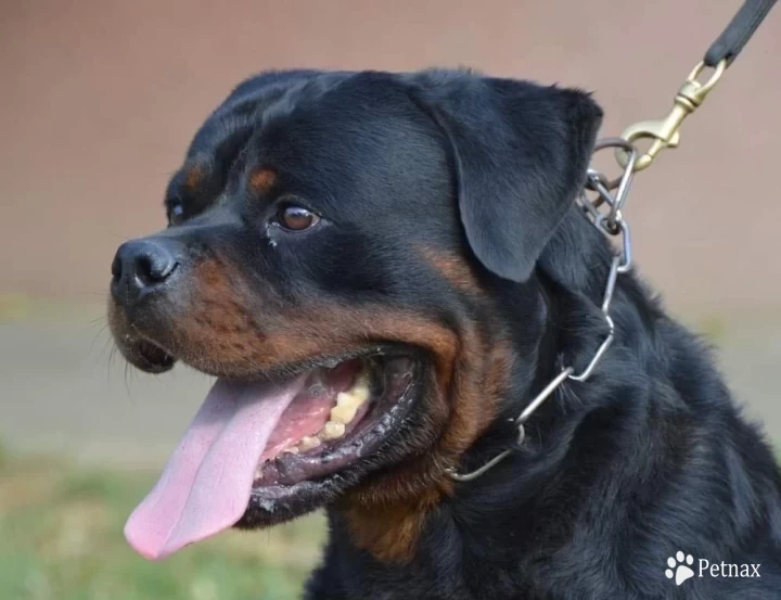 Grom Flash Rouse Rottweiler