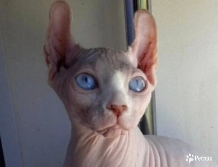Vespa Sphynx
