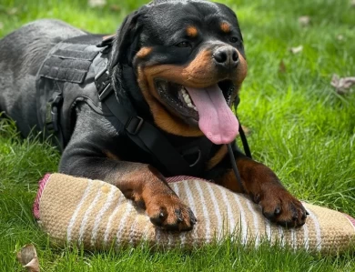 Ennox vom Haus Burns Rottweiler