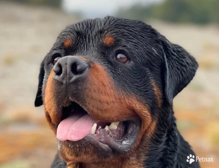 Ennox vom Haus Burns Rottweiler