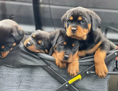 Dash Vom Hause Stan Puppies for Sale