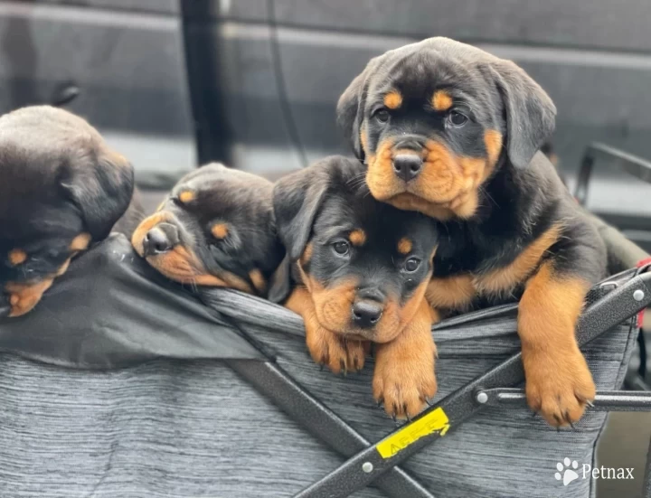 Dash Vom Hause Stan Puppies for Sale