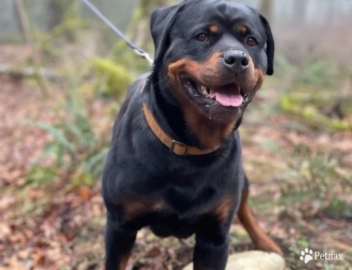 Josie aus der Wildnis Rottweiler