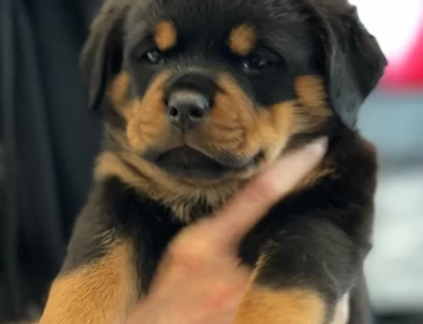 Enzo Vom Hause Stan Puppies for Sale