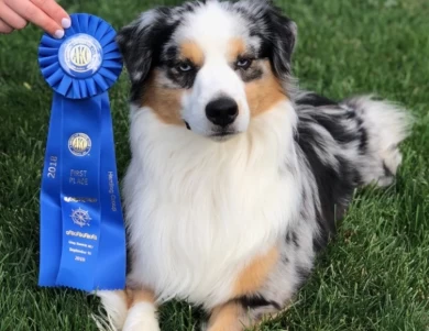 Reno Miniature American Shepherd