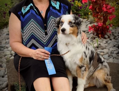 Reno Miniature American Shepherd