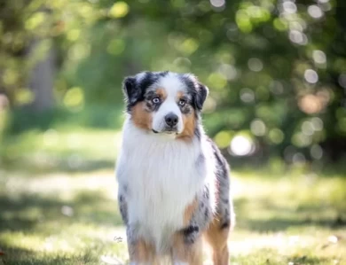 Reno Miniature American Shepherd