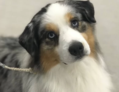 Reno Miniature American Shepherd