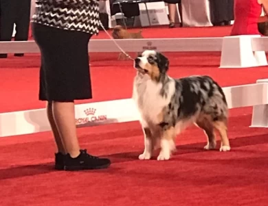 Reno Miniature American Shepherd