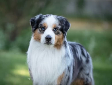 Reno Miniature American Shepherd