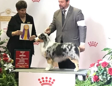 Reno Miniature American Shepherd