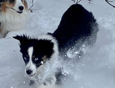 Freya Miniature American Shepherd