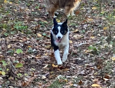 Freya Miniature American Shepherd