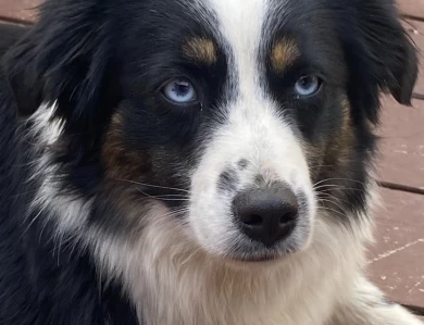 Freya Miniature American Shepherd