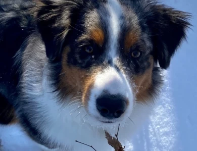 Tate Miniature American Shepherd