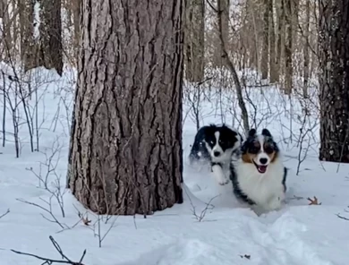 Tate Miniature American Shepherd