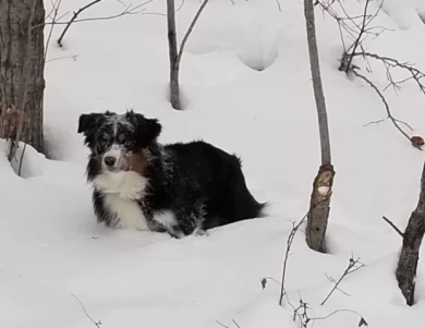 Zeke Miniature American Shepherd