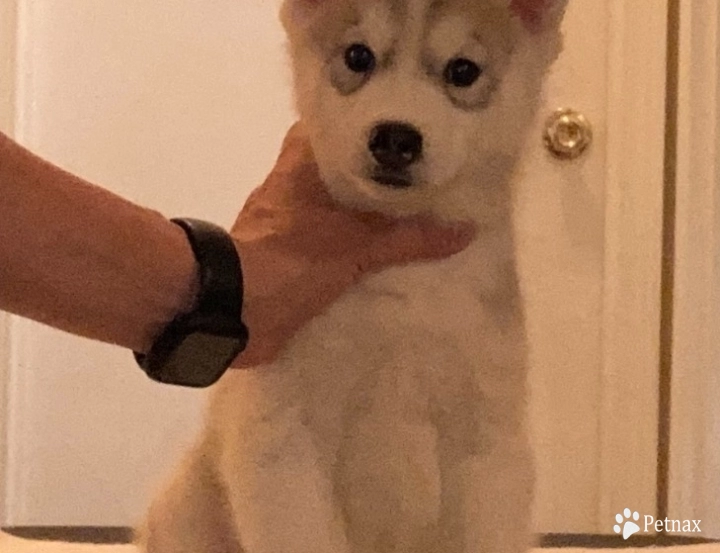 Gray Boy Siberian Husky