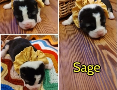 Sage