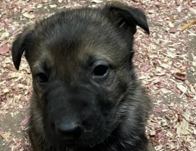 Turquoise collar male German Shepherd