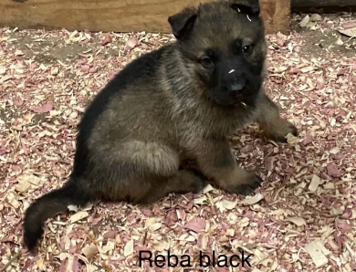 Black collar male  German Shepherd