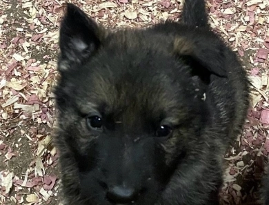 Green collar male German Shepherd