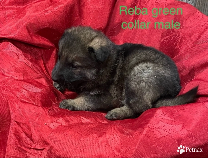 Green collar male German Shepherd