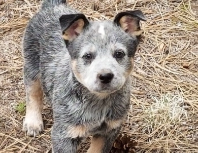Turnabout Australian Cattle Dogs