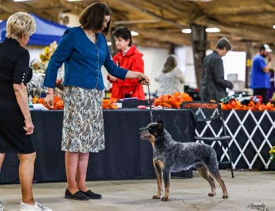 Aquils's Stormrider@Turnabout "Brew" Australian Cattle Dog