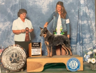 Aquils's Stormrider@Turnabout "Brew" Australian Cattle Dog