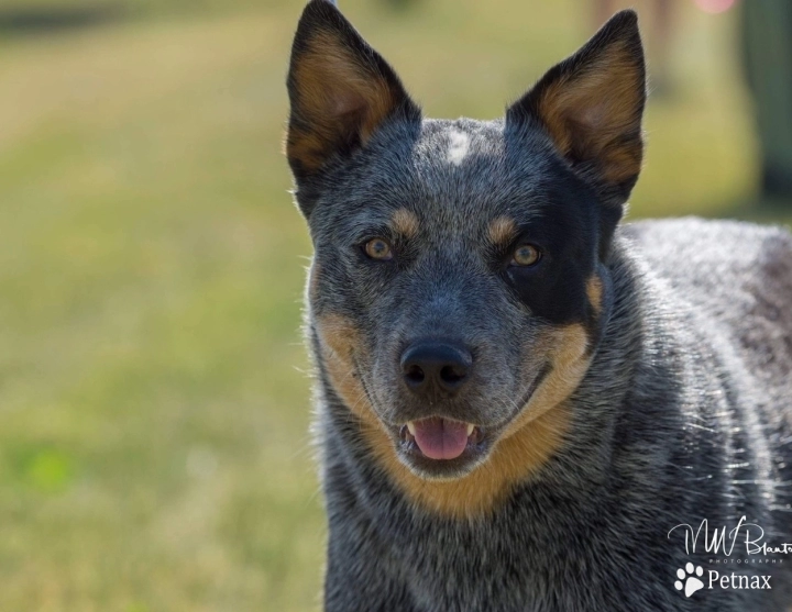 Aquils's Stormrider@Turnabout "Brew" Australian Cattle Dog