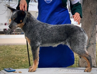 Aquils's Stormrider@Turnabout "Brew" Australian Cattle Dog