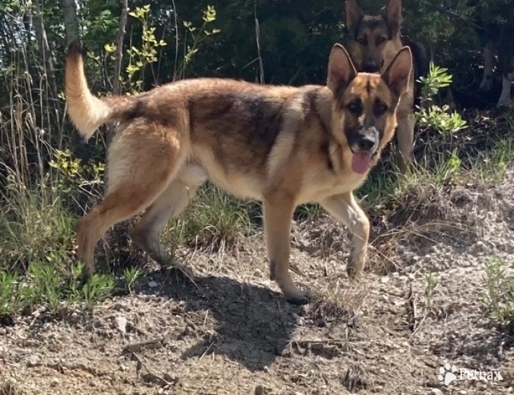 Zeke German Shepherd