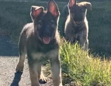 German Shepherd Puppy  German Shepherd