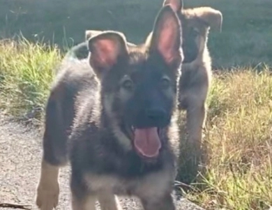 German Shepherd Puppy  German Shepherd