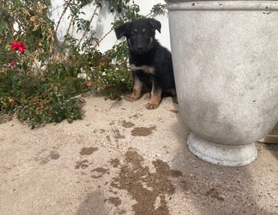 Champion GSD puppy German Shepherd