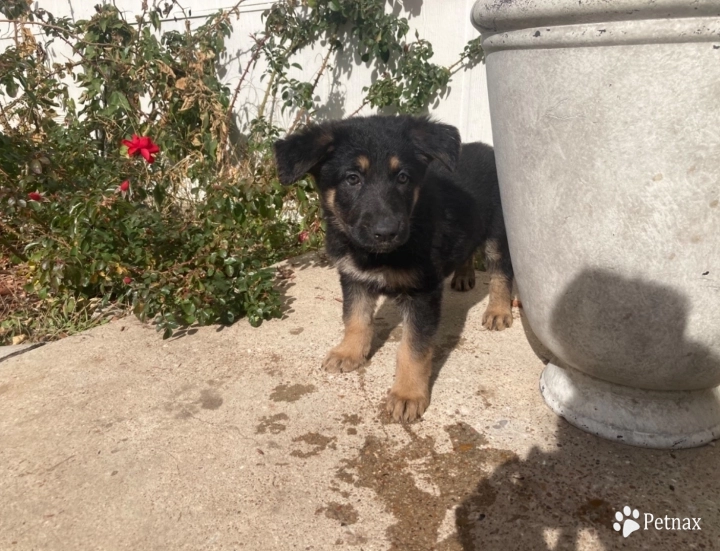 Champion GSD puppy German Shepherd