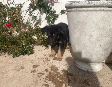 Champion GSD puppy German Shepherd