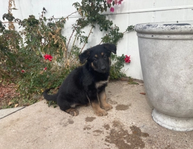 Champion GSD puppy German Shepherd