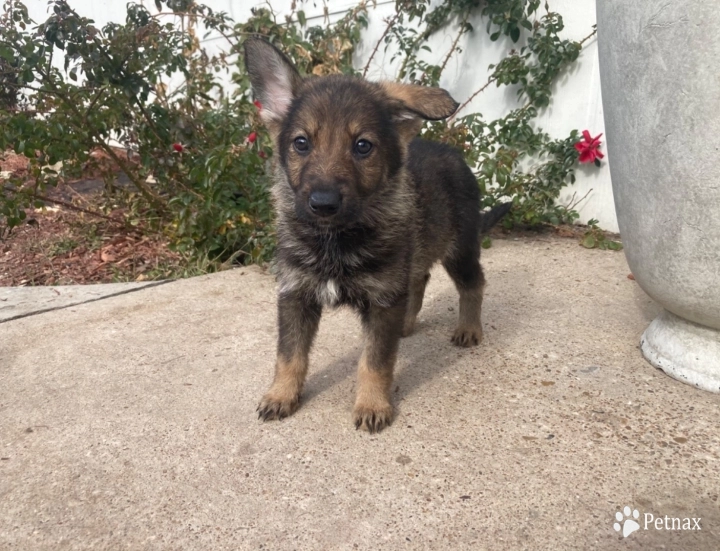 Champion GSD puppy German Shepherd