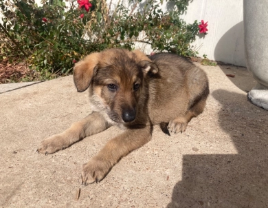 Champion GSD puppy German Shepherd