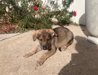 Champion GSD puppy German Shepherd