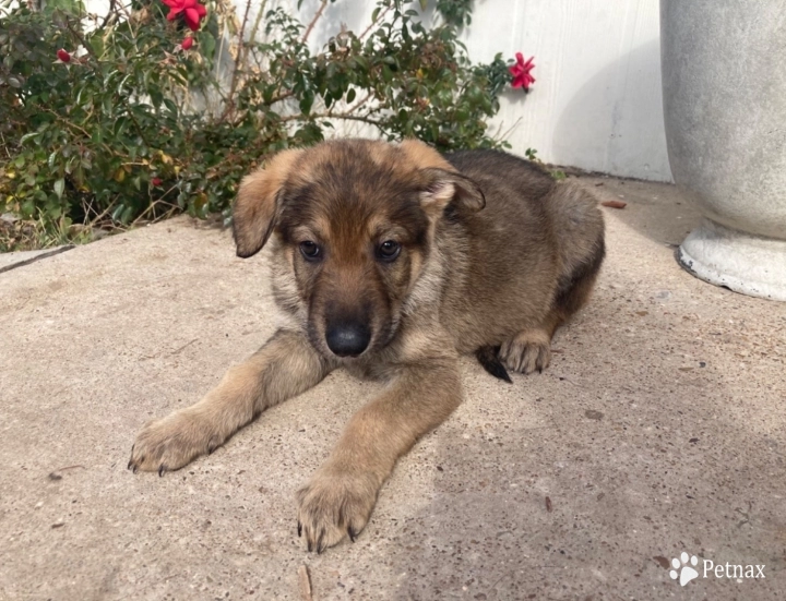 Champion GSD puppy German Shepherd