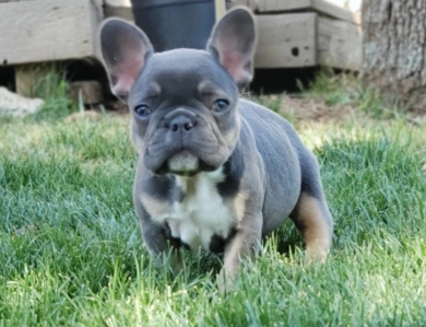 AKC Frenchbulldogs