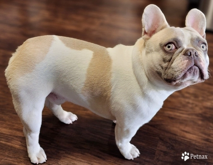 Bentley French Bulldog